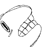 my icon